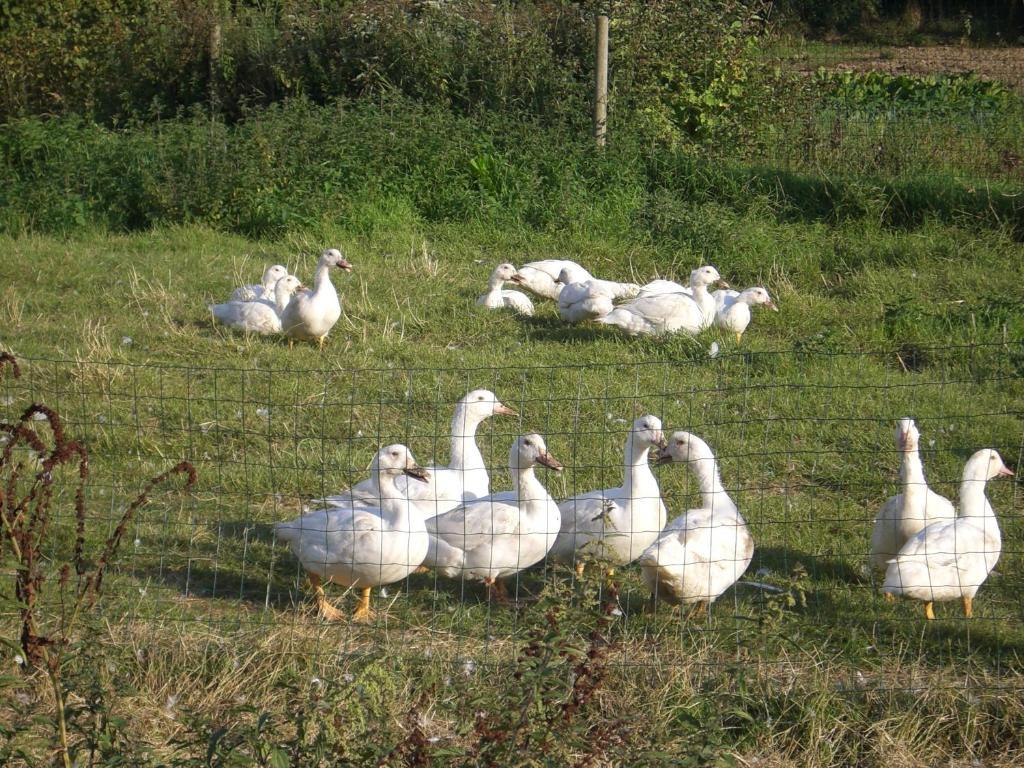 Gites De La Ferme Auberge De Mesauboin Billé Exteriör bild